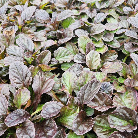 Kriechender Günsel Ajuga reptans – 6 Pflanzen – ↕10-25cm – Ø9cm – Bodendecker – Halbschatten & Schatten – Blühend & pflegeleicht 
