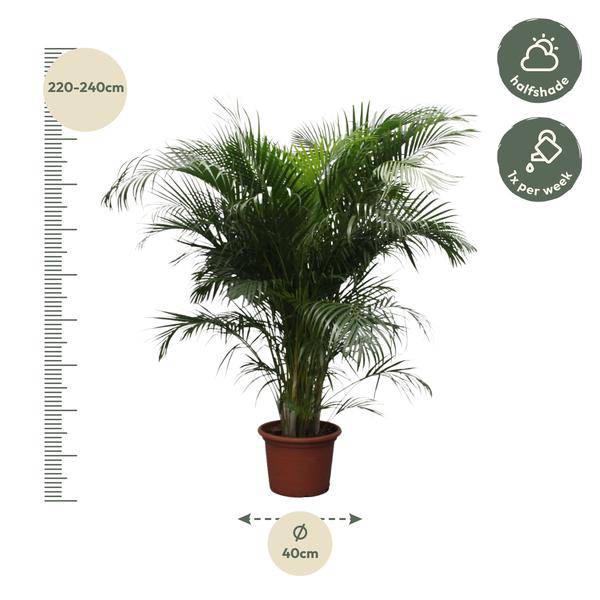 Goldfruchtpalme Dypsis Lutescens – Areca-Palme – 230cm hoch – Ø40cm – Große tropische Zimmerpflanze mit federartigen Blättern – Pflegeleicht & dekorativ – Für Wohnzimmer, Büro & Innenräume 