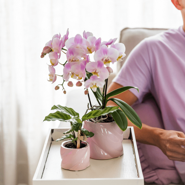 Calathea - Korbmarante - Zimmerpflanze - Ø6cm 