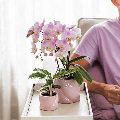 Calathea - Korbmarante - Zimmerpflanze - Ø6cm 