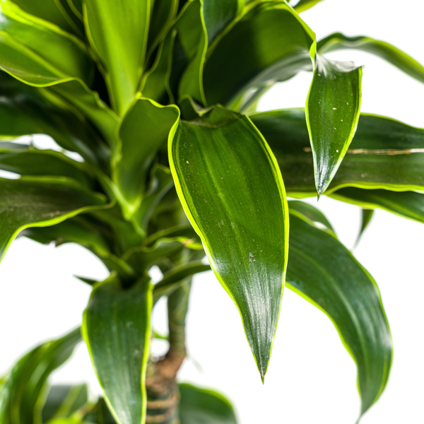 Dracaena Deremensis Dorado – Drachenbaum – Zimmerpflanze – Ø21cm – Höhe 100–120cm – Dunkelgrüne Blätter mit gelbem Rand – Pflegeleicht & dekorativ 