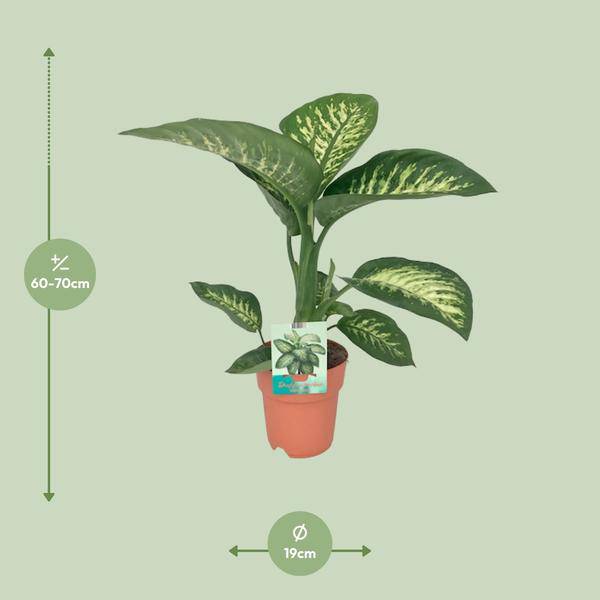 Dieffenbachie - Dieffenbachia seguine 'Tropic Snow' - Zimmerpflanze - Ø19cm - ↕70cm 