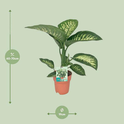 Dieffenbachie - Dieffenbachia seguine 'Tropic Snow' - Zimmerpflanze - Ø19cm - ↕70cm 