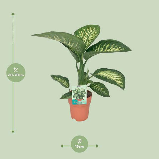 Dieffenbachie - Dieffenbachia seguine 'Tropic Snow' - Zimmerpflanze - Ø19cm - ↕70cm 