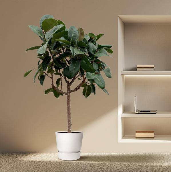 Gummibaum – Ficus Elastica Robusta – 200 cm hoch – Ø40 cm Topf – Große Zimmerpflanze mit glänzenden Blättern – Pflegeleicht & luftreinigend – Ideal für Wohnzimmer & Büro 