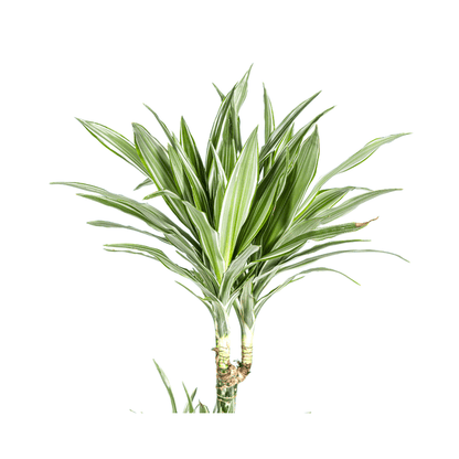 Drachenbaum Dracaena Deremensis White Stripe – Zimmerpflanze – Ø27 cm Topf – Höhe 180 cm – Elegante Blattzeichnung & pflegeleicht 