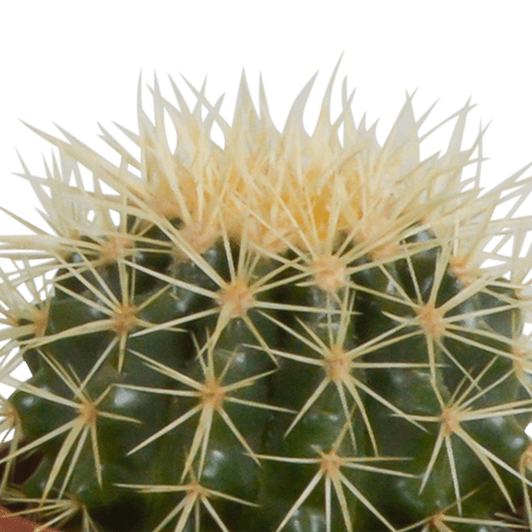 Kaktusmischung 10,5 cm - 3 Stück 