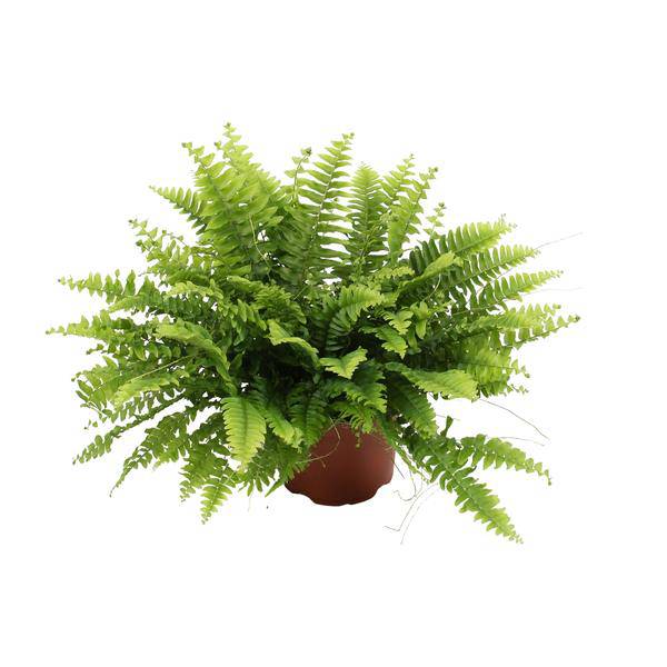 Nephrolepis Boston Green – Bostonfarn – Zimmerpflanze – Ø12cm – ↕20cm – Luftreinigende Hängepflanze für Innenräume – Pflegeleichter Farn für Wohnzimmer, Schlafzimmer & Büro 