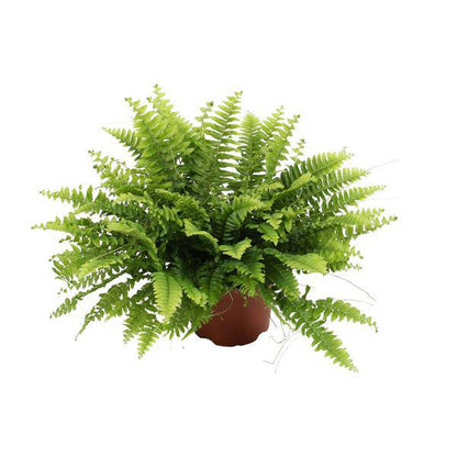Nephrolepis Boston Green – Bostonfarn – Zimmerpflanze – Ø12cm – ↕20cm – Luftreinigende Hängepflanze für Innenräume – Pflegeleichter Farn für Wohnzimmer, Schlafzimmer & Büro 