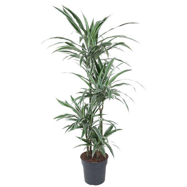 Drachenbaum – Dracaena Warneckei 150cm – Ø24cm – Zimmerpflanze mit weiß-grün gestreiften Blättern – Pflegeleichte Grünpflanze für Wohnzimmer, Büro & Wintergarten 