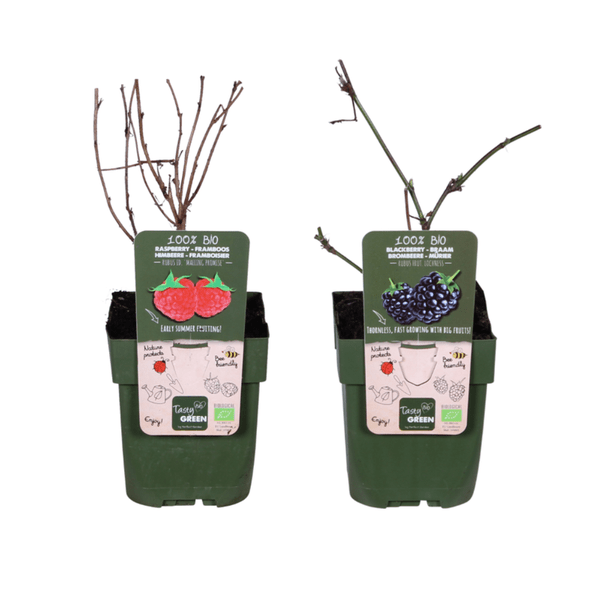 Bio Beeren-Mix – Himbeere 'Malling Promise' + Brombeere 'Loch Ness'– Robuste & ertragreiche Bio-Pflanzen – Für Garten, Balkon & Terrasse 