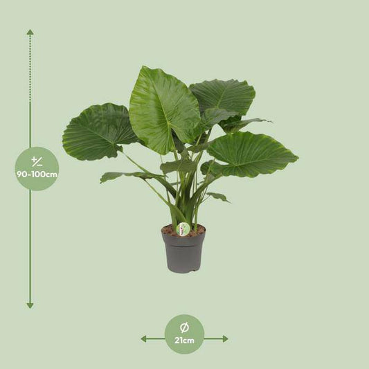 Elefantenohr - Alocasia gageana 'California'  - Zimmerpflanze - Ø21cm - ↕80cm 