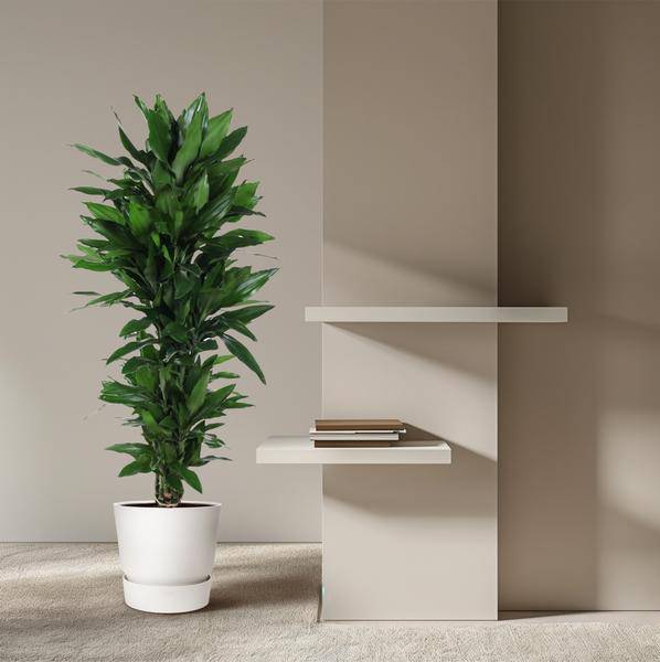 Drachenbaum – Dracaena Janet Lind 130cm – Ø31cm – Zimmerpflanze mit breiten dunkelgrünen Blättern – Pflegeleichte robuste Grünpflanze für Wohnzimmer, Büro & Wintergarten 