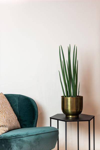Kunstpflanze - Sansevieria Cylindrica - Frauenzunge - 70 cm 