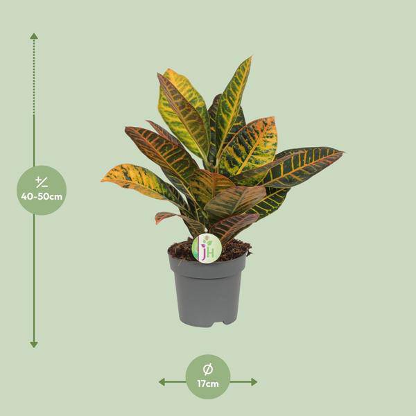Wunderstrauch Codiaeum 'Petra' – Croton – Ø17cm x H45cm – Bunt gemusterte Zimmerpflanze – Tropisches Laub in Rot, Gelb & Grün – Für Halbschatten – Pflegeleicht 
