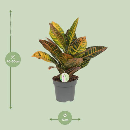 Wunderstrauch Codiaeum 'Petra' – Croton – Ø17cm x H45cm – Bunt gemusterte Zimmerpflanze – Tropisches Laub in Rot, Gelb & Grün – Für Halbschatten – Pflegeleicht 