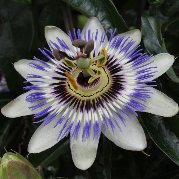 Passionsblume - Passiflora Blau caerulea - Ø15cm - ↕65cm 
