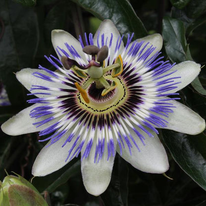 Passionsblume - Passiflora Blau caerulea - Ø15cm - ↕65cm 