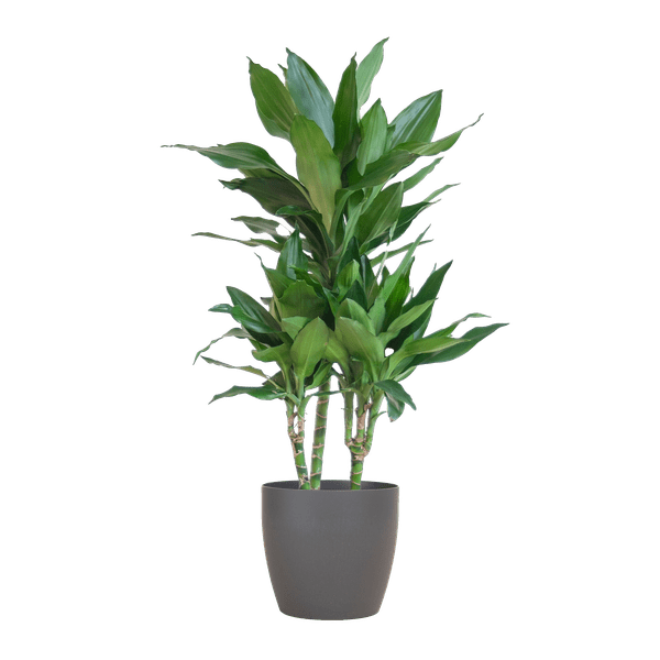 Dracaena Janet Lind 95cm – Drachenbaum Zimmerpflanze Ø21cm – pflegeleichte grüne Pflanze mit Viber Topf Grau – luftreinigende Pflanze für Wohnzimmer & Büro 