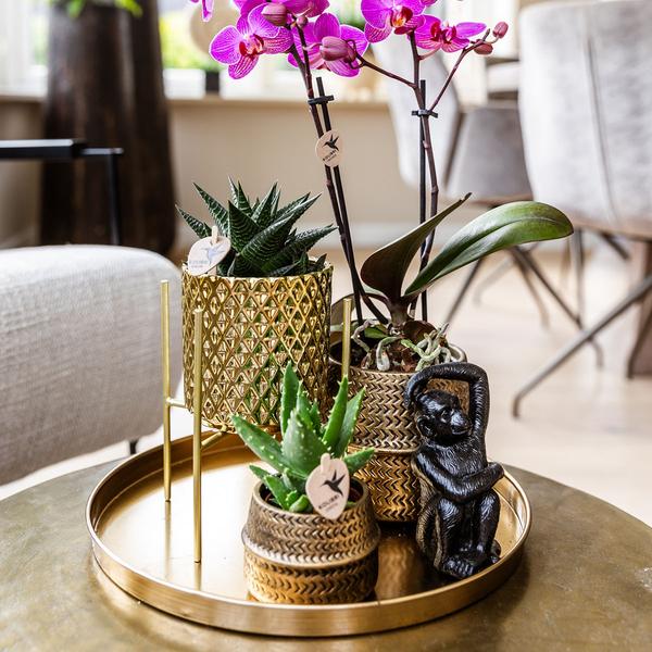 Pflanzenset Hotel Chic – Flieder – Phalaenopsis Orchidee & Sukkulenten – Inklusive Diamond- & Groove-Keramiktöpfe – Mit Monkey Long Tail & goldenem Tablett – Elegantes Zimmerpflanzen-Set 