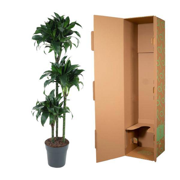 Drachenbaum – Dracaena Tatuade 140cm – Ø24cm – Zimmerpflanze mit grün-weißen Blättern – Pflegeleichte Grünpflanze für Wohnzimmer, Büro & Wintergarten 