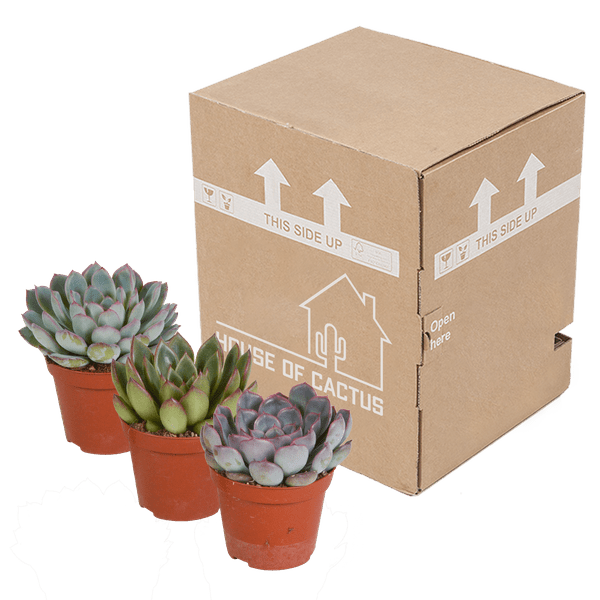 Steinrose - Echeveria Mix - 8,5cm - Zimmerpflanze - Sukkulente - 3 Stück 