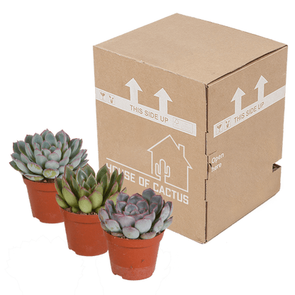 Steinrose - Echeveria Mix - 8,5cm - Zimmerpflanze - Sukkulente - 3 Stück 
