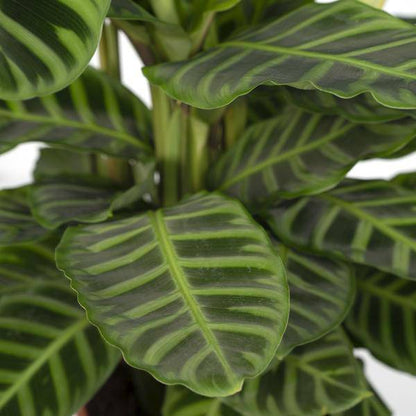 Calathea Zebrina – Pfauenpflanze – Zimmerpflanze – Ø19cm x ↕80cm – Tropische Blattpflanze mit Zebramuster – Luftreinigend & pflegeleicht – Für helle Innenräume 