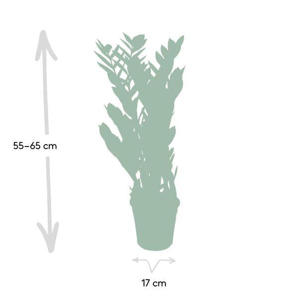 Glücksfeder Zamioculcas Zamiifolia – Zimmerpflanze – Ø 17cm – Höhe 70cm – Pflegeleicht & Wasserspeichernd – Halbschatten geeignet 