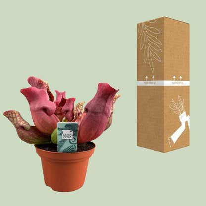 Fleischfressende Pflanze Sarracenia Maroon – Schlauchpflanze – Ø12cm – ↕23cm – Exotische Zimmerpflanze mit auffälligen Kannen – Pflegeleicht & luftreinigend – Für Innen & geschützte Außenbereiche 