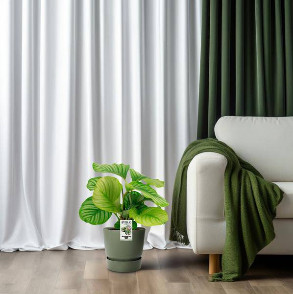 Korbmarante Calathea Orbifolia – Zimmerpflanze – Ø14cm – 45cm Höhe – tropisches Blattwunder – pflegeleicht & luftreinigend 