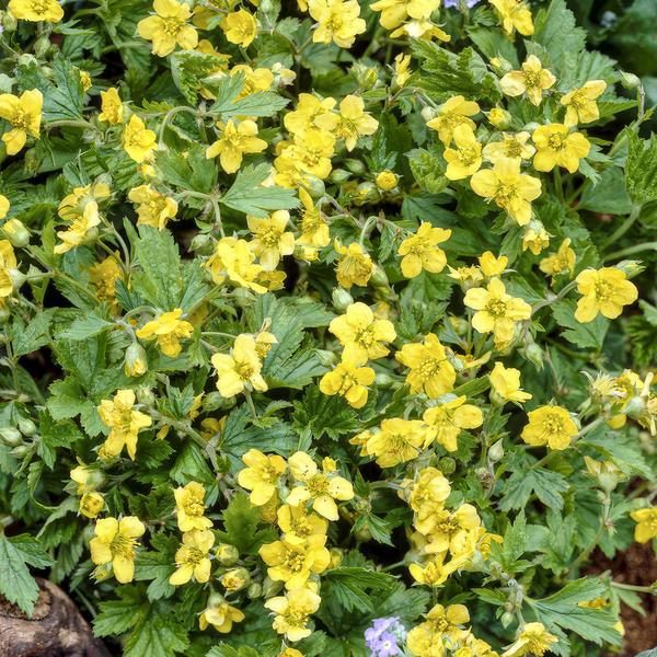 Waldsteinie - Waldsteinia ternata - ↕10-25cm - Ø9cm - 60 Pflanzen – Robuste Bodendeckerpflanze mit gelben Blüten – Sonnig & Halbschattig – Pflegeleicht 