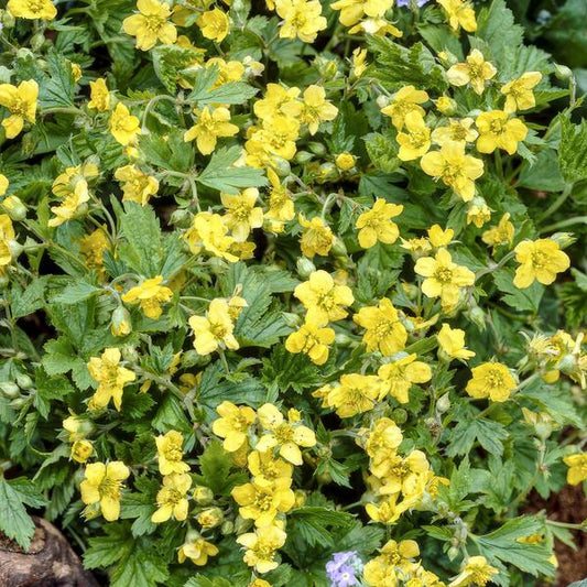 Waldsteinie - Waldsteinia ternata - ↕10-25cm - Ø9cm - 60 Pflanzen – Robuste Bodendeckerpflanze mit gelben Blüten – Sonnig & Halbschattig – Pflegeleicht 