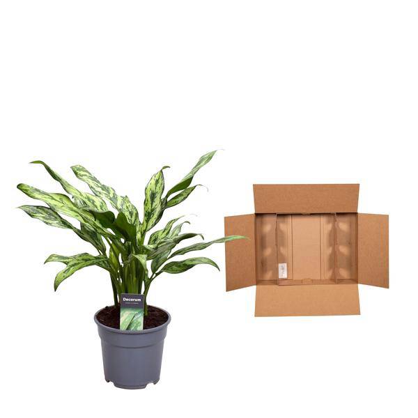 Aglaonema Juliette – Kolbenfaden – Zimmerpflanze – Tropische Blattschmuckpflanze – Pflegeleicht – Exotische Dekopflanze – ↕40cm – Ø12cm 
