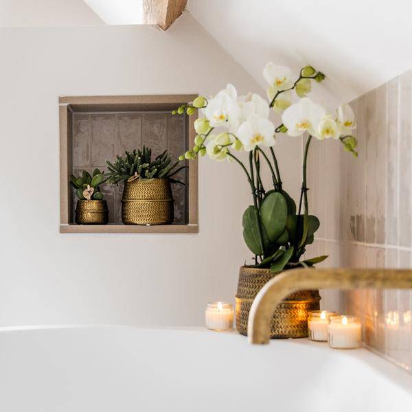 Weiße Phalaenopsis Orchidee Juwel Gent – 2–3 Zweige – Ø12cm Groove Ziertopf – Silberner Rillen-Topf – Elegante blühende Zimmerpflanze – 40cm hoch 