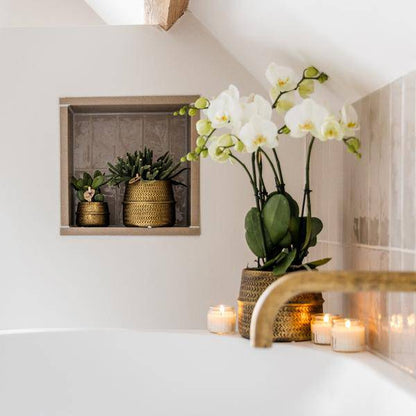 Weiße Phalaenopsis Orchidee Juwel Gent – 2–3 Zweige – Ø12cm Groove Ziertopf – Silberner Rillen-Topf – Elegante blühende Zimmerpflanze – 40cm hoch 