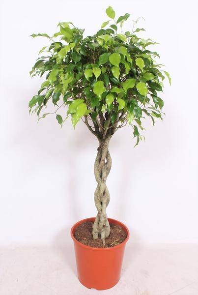 Ficus Exotica – Birkenfeige Zimmerpflanze – Ø30cm – ca. 120cm hoch – Exotische Grünpflanze mit glänzendem Laub – Pflegeleicht & dekorativ – Für helle Innenräume 