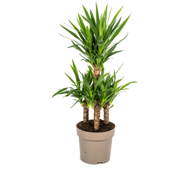 Yucca Elephantipes – Riesen-Palmlilie – Zimmerpflanze – Ø30 cm Topf – Höhe ca. 100 cm – Pflegeleicht & dekorativ 