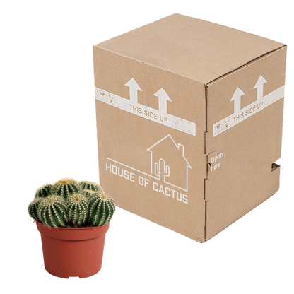 Kaktus - Eriocactus warasii - Zimmerpflanze - Sukkulente - 12cm 