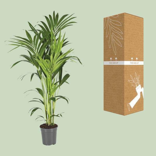 Kentiapalme - Howea Forsteriana - Zimmerpflanze - Ø21cm - ↕130cm 