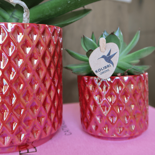 Phalaenopsis Orchidee ‘Congo’ Rot – Zimmerpflanze mit 2–3 Blütenstielen – Im Diamond Pearl Ziertopf Rot Ø9cm – Multiflora-Orchidee für modernes Interieur 