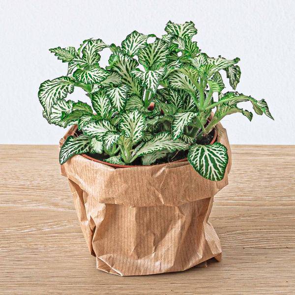Flaschengarten-Set Dschungel 5 – DIY Pflanzenterrarium mit Coffea, Farn, Palme & Fittonia – Nachfüllpack & Starter-Kit 