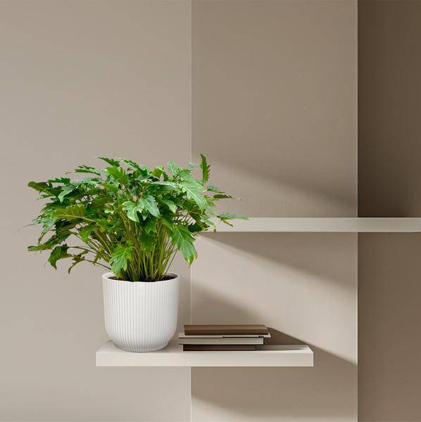 Philodendron Xanadu – Baumfreund – ca. 80cm hoch – Ø27cm – Tropische Zimmerpflanze mit dekorativen Blättern – Pflegeleichte Grünpflanze für Wohnzimmer & Büro 