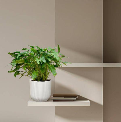 Philodendron Xanadu – Baumfreund – ca. 80cm hoch – Ø27cm – Tropische Zimmerpflanze mit dekorativen Blättern – Pflegeleichte Grünpflanze für Wohnzimmer & Büro 
