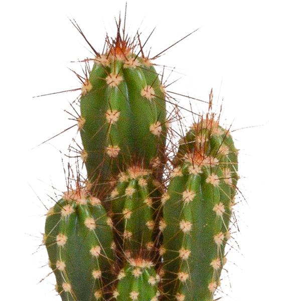 Kakteen und Sukkulenten Mix - 5,5 cm - 15 Stück 