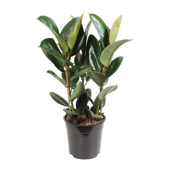 Gummibaum - Ficus Elastica Robusta - Zimmerpflanze - Ø27cm - ↕85cm 