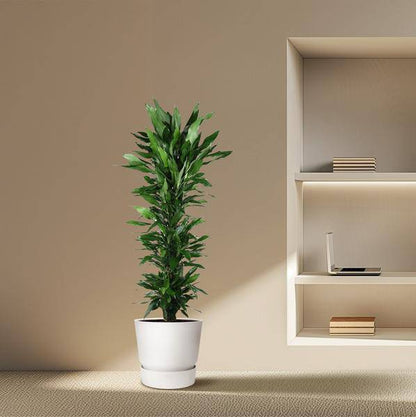 Drachenbaum – Dracaena Janet Lind 170cm – Ø34cm – Zimmerpflanze mit dunkelgrünen glänzenden Blättern – Pflegeleichte Grünpflanze für Wohnzimmer, Büro & Wintergarten 