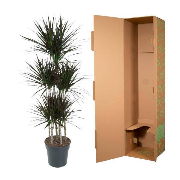 Drachenbaum – Dracaena Magenta Karussell 150cm – Ø31cm – Zimmerpflanze mit grünen Blättern & magentafarbenem Rand – Tropische pflegeleichte Dekopflanze für Wohnzimmer, Büro & Wintergarten 