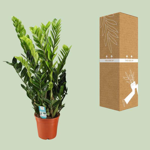 Glücksfeder - Zamioculcas Zamiifolia - Zimmerpflanze - Ø21cm - ↕95cm 