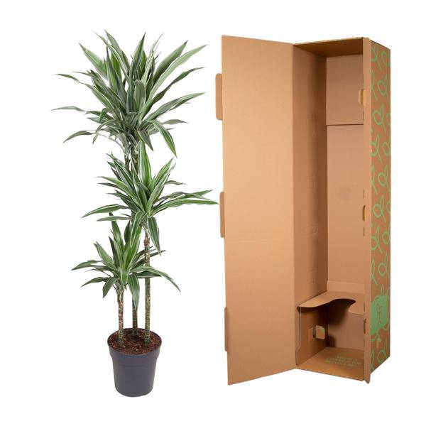 Drachenbaum - Dracaena Warneckei - Zimmerpflanze - 140cm - ø27cm 
